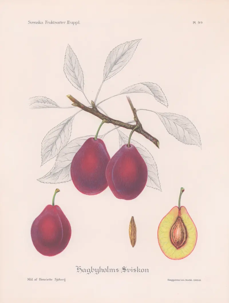 Hagbyholmssviskon av Henriette Sjöberg