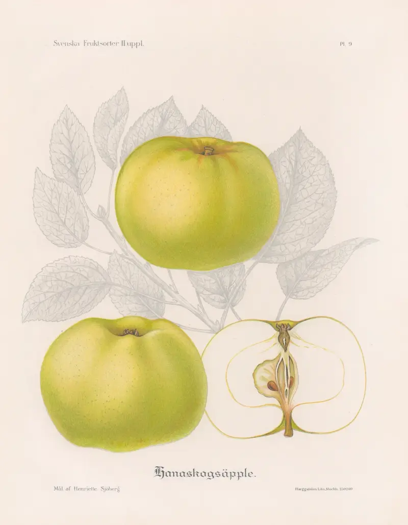 Hanaskogsäpple av Henriette Sjöberg