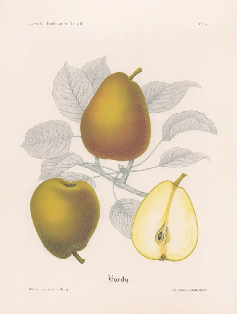Hardy av Henriette Sjöberg
