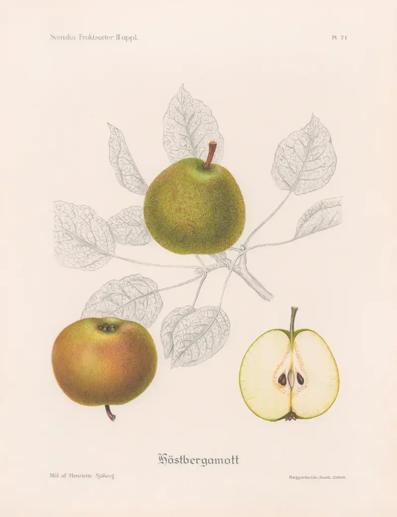 Jesienna bergamotka, Henriette Sjöberg