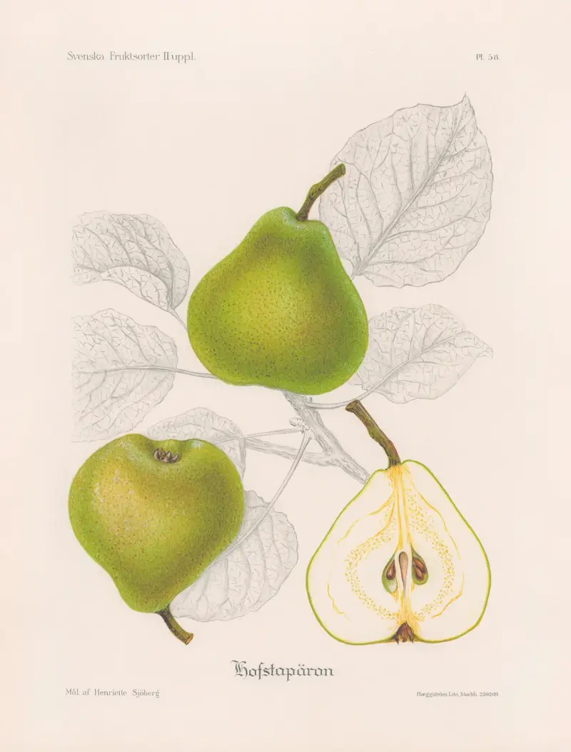 Hovstapäron av Henriette Sjöberg