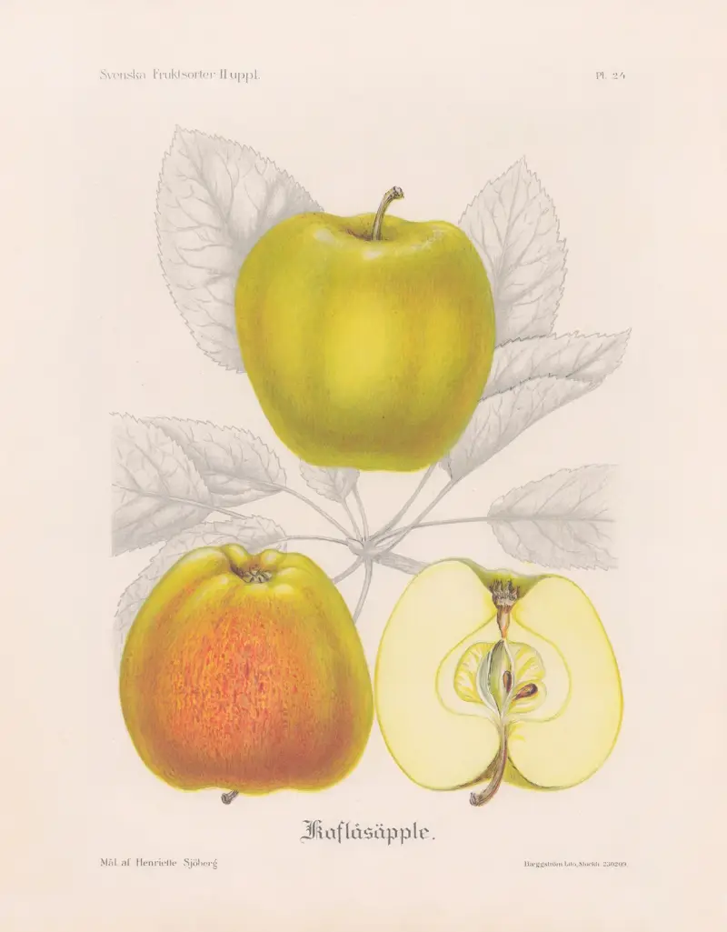 Kavlåsäpple von Henriette Sjöberg