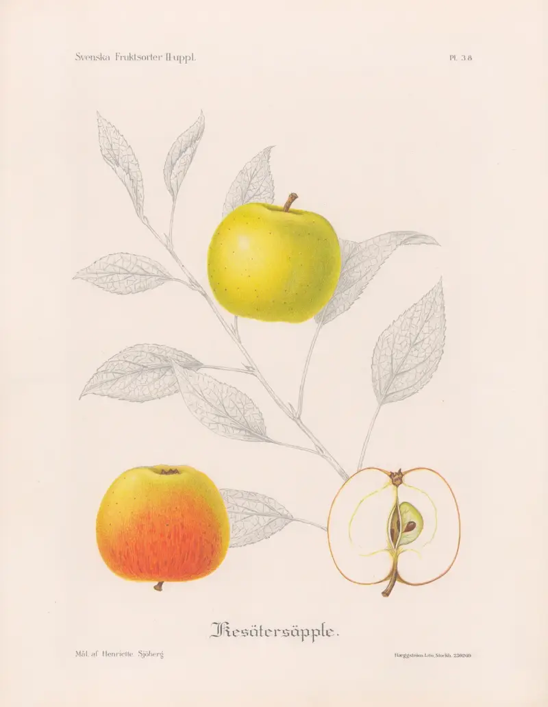 Sommerapfel von Henriette Sjöberg