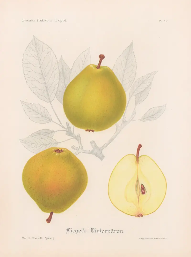 Liegels vinterpäron av Henriette Sjöberg