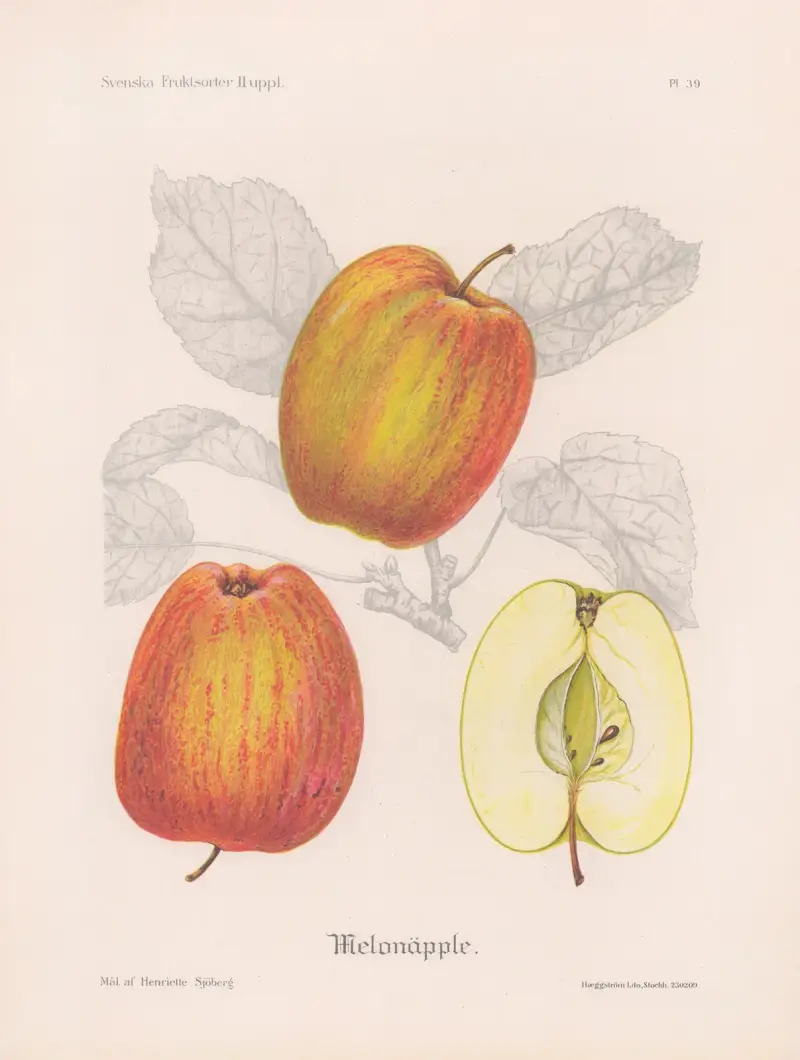 Melonäpple av Henriette Sjöberg