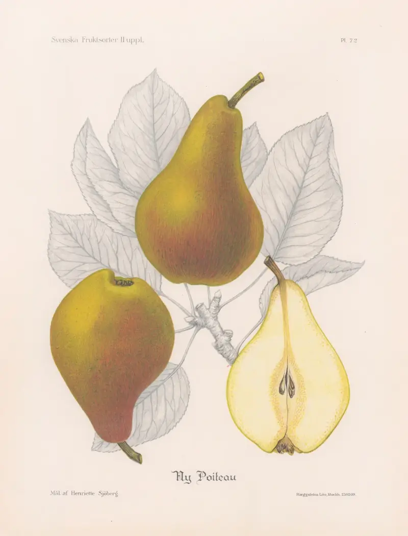 Ny Poiteau av Henriette Sjöberg