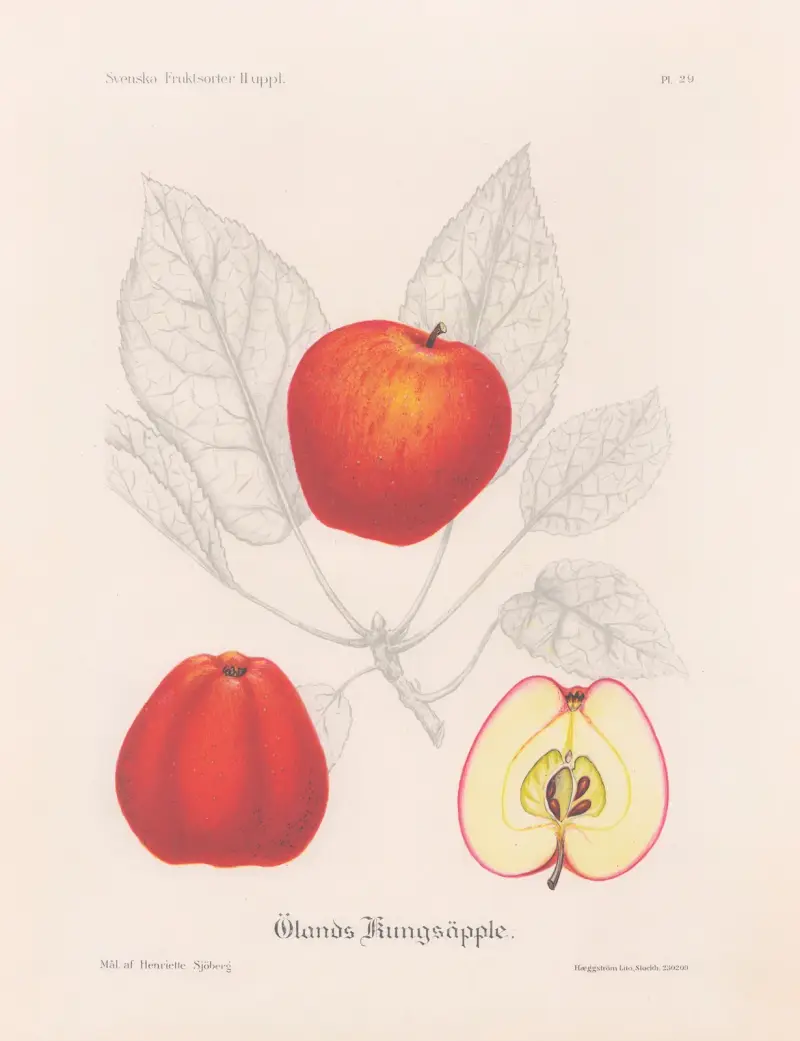 Ölands kungsäpple av Henriette Sjöberg