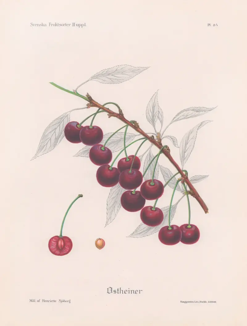 Ostheimer av Henriette Sjöberg