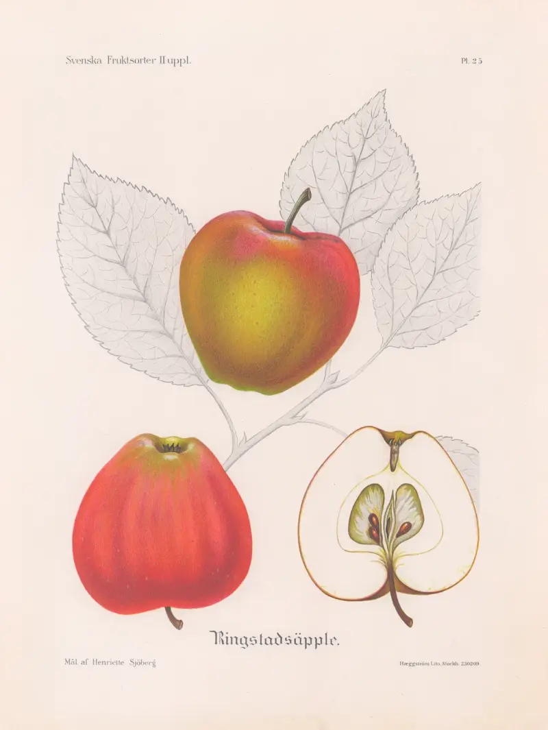 Ringstadsäpple av Henriette Sjöberg
