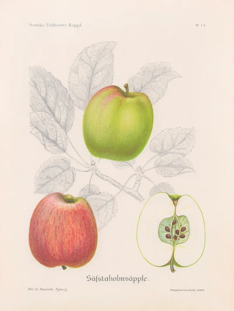 Sävstaholmsäpple av Henriette Sjöberg
