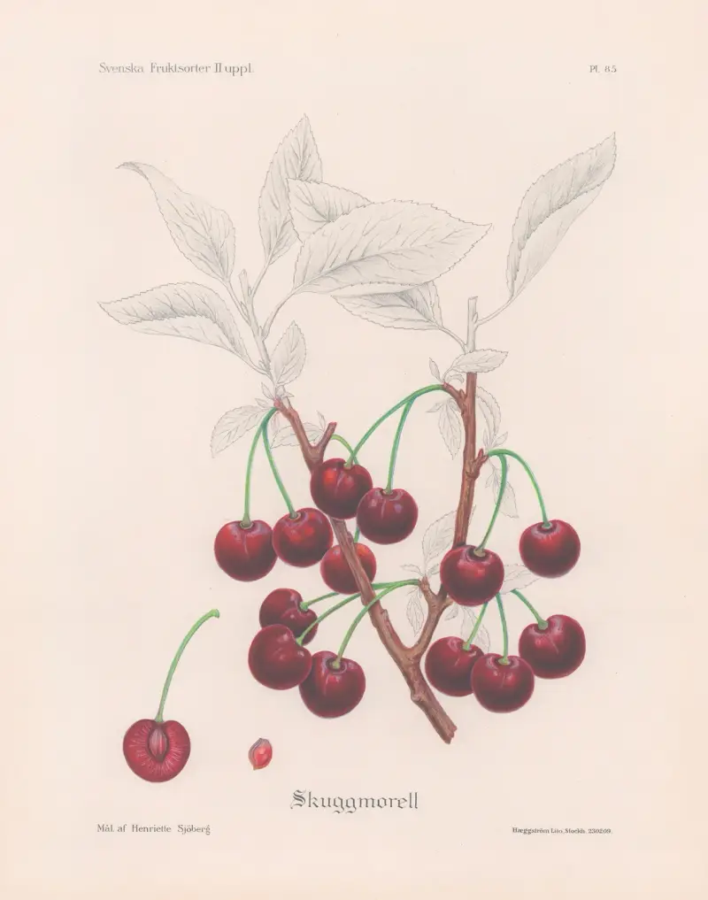 Schattenmorelle von Henriette Sjöberg