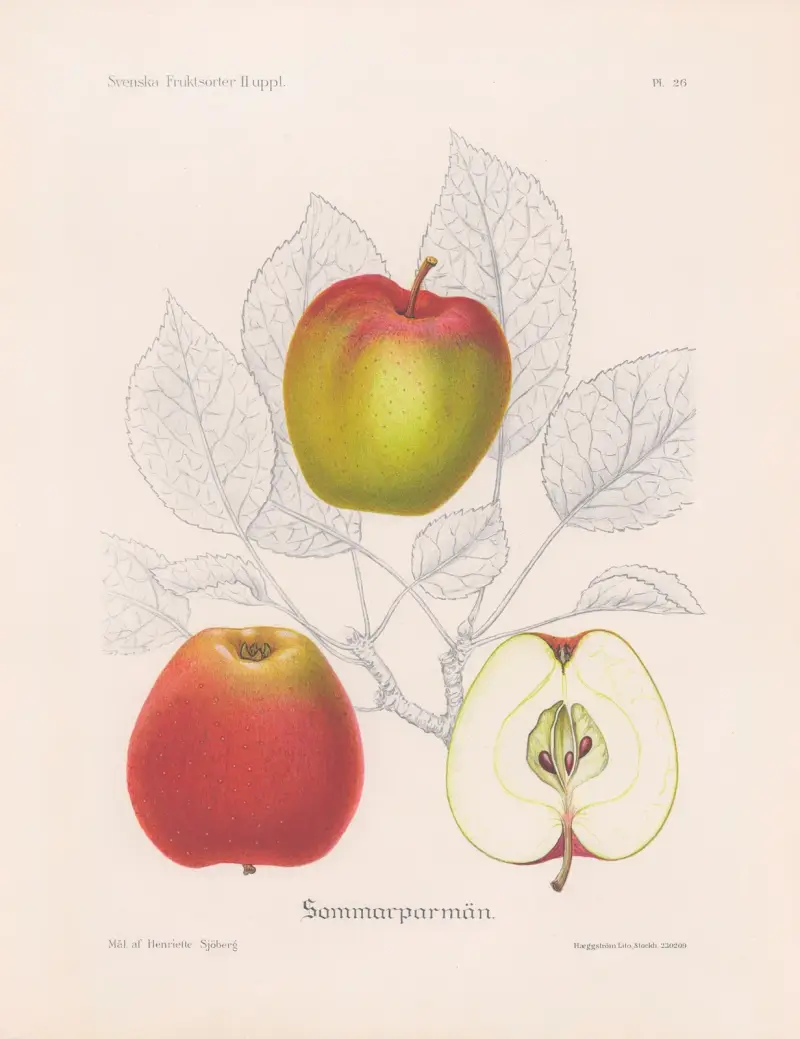 Sommarparmän, Henriette Sjöberg