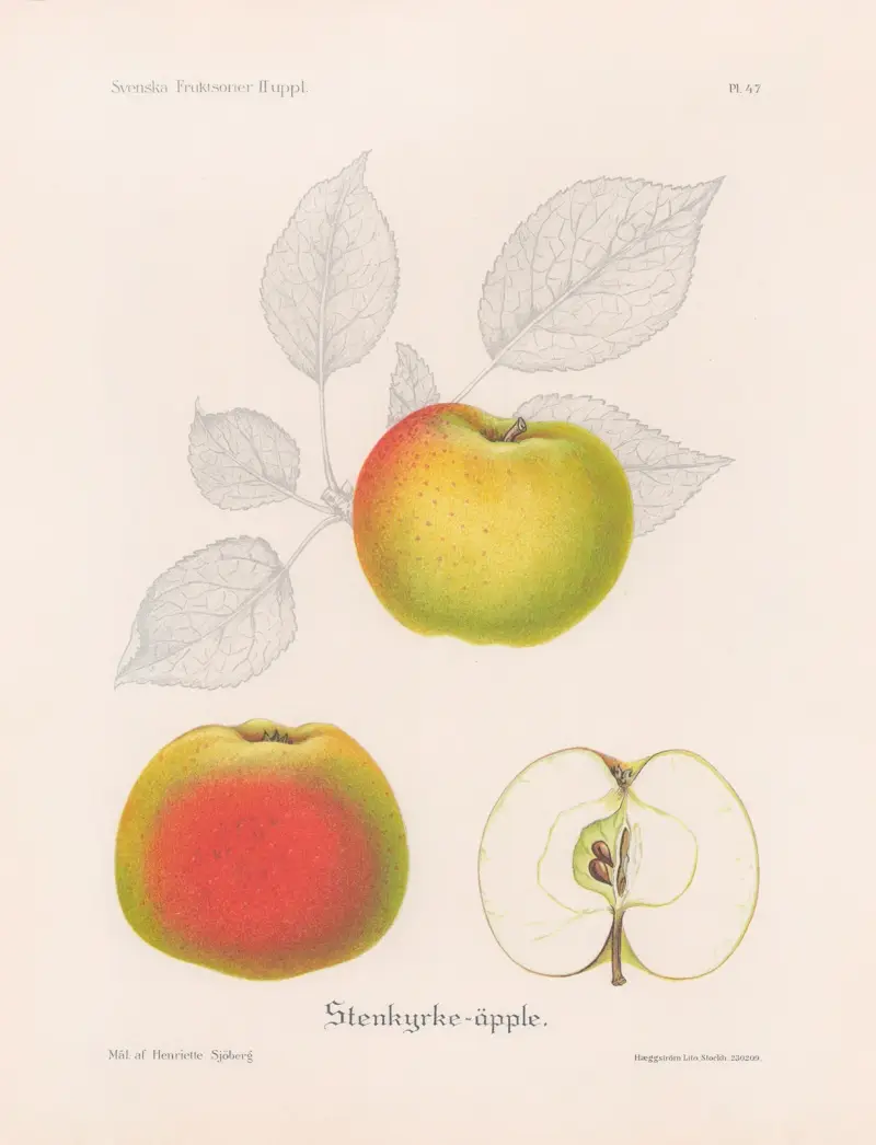 Stenkyrkeäpple av Henriette Sjöberg