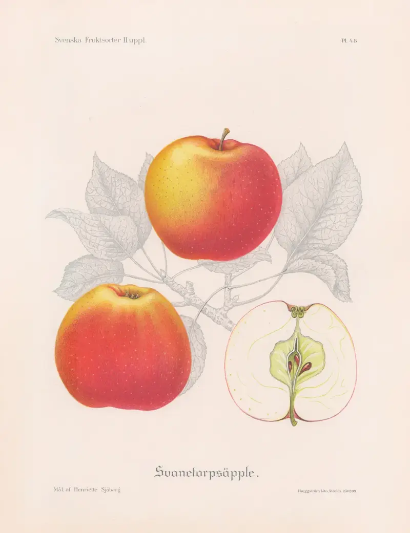 Svanetorpsäpple von Henriette Sjöberg