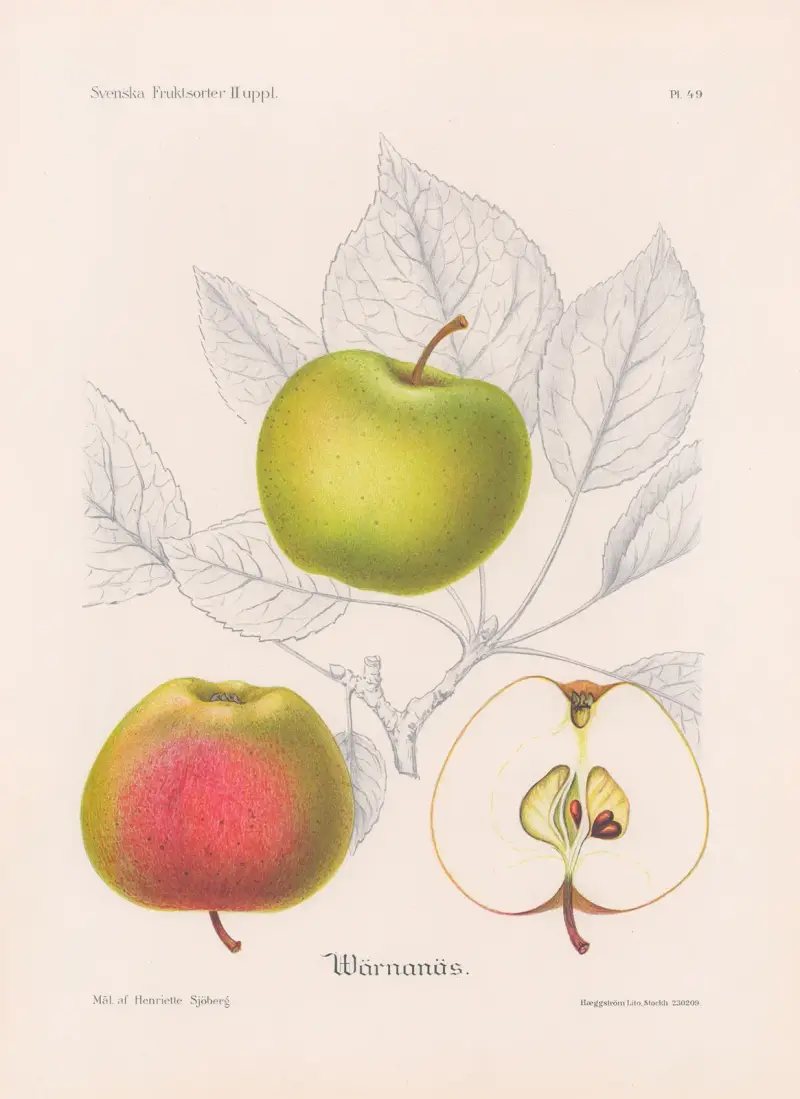 Värnanäs-Apfel von Henriette Sjöberg