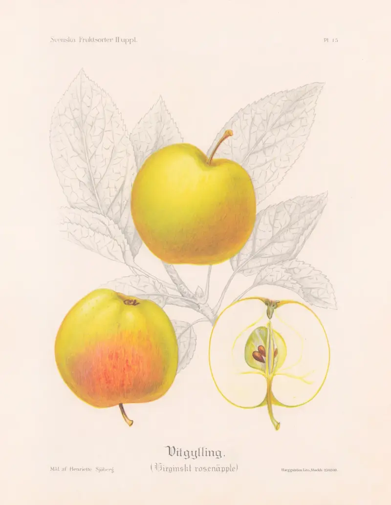 Weißer Gylling (Virginischer Rosenapfel) von Henriette Sjöberg