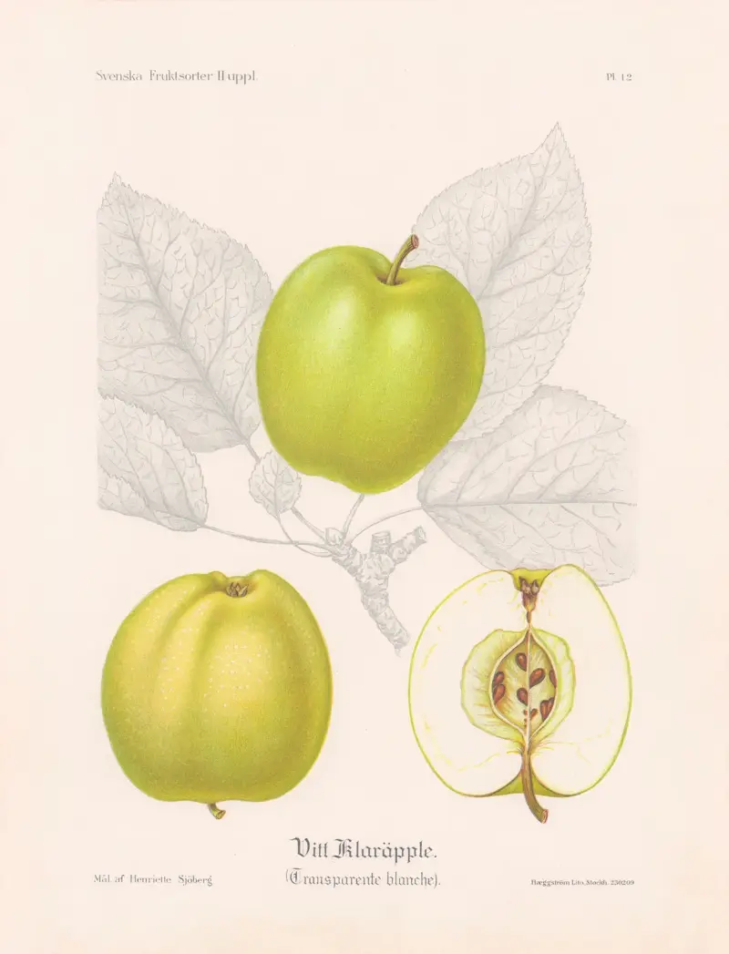 Vitt klaräpple (Transparente blanche) av Henriette Sjöberg
