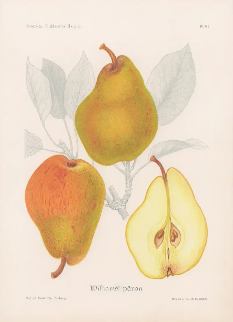 Williamspäron av Henriette Sjöberg