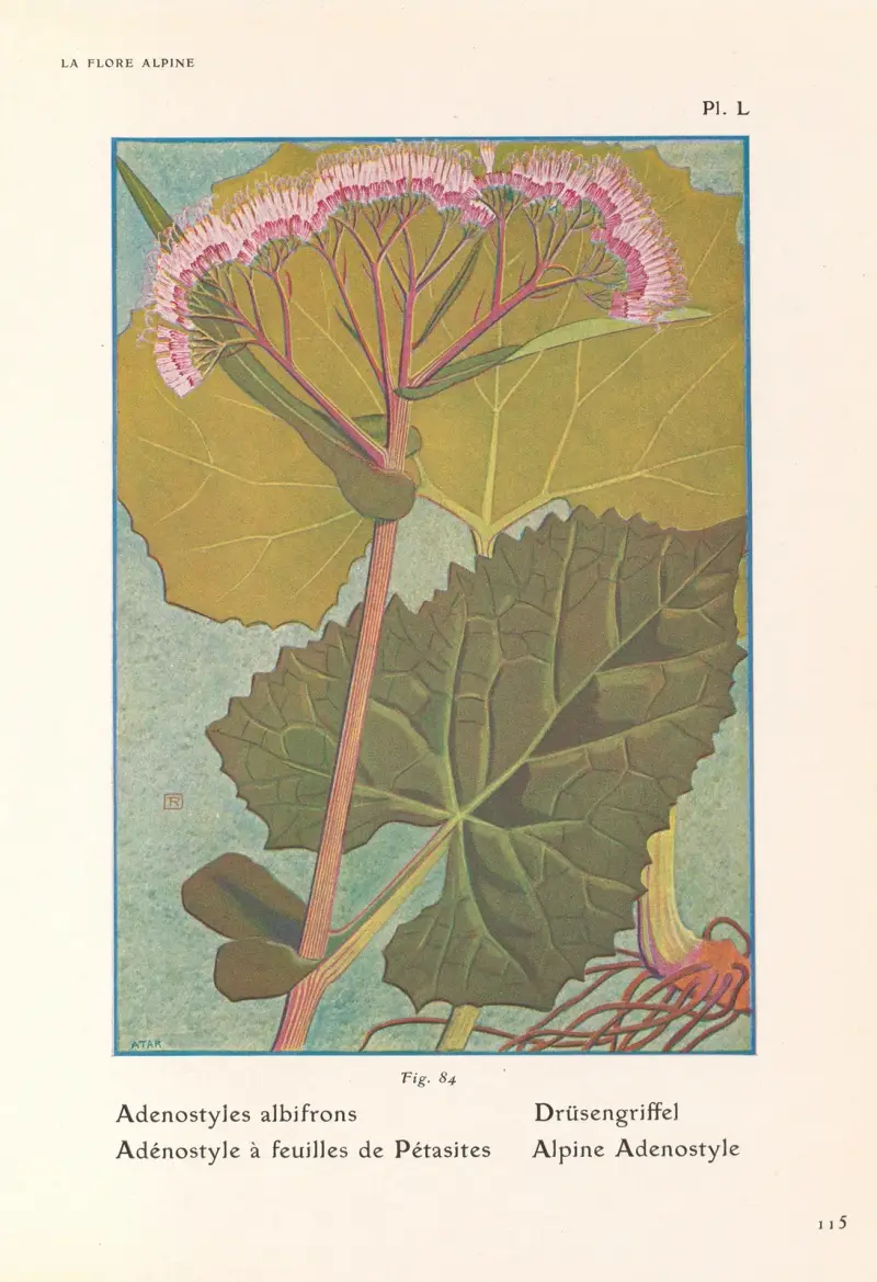 Alpine Adenostyle av Henry Correvon