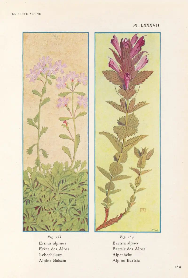 Alpine Balsam, Alpine Bartsia av Henry Correvon