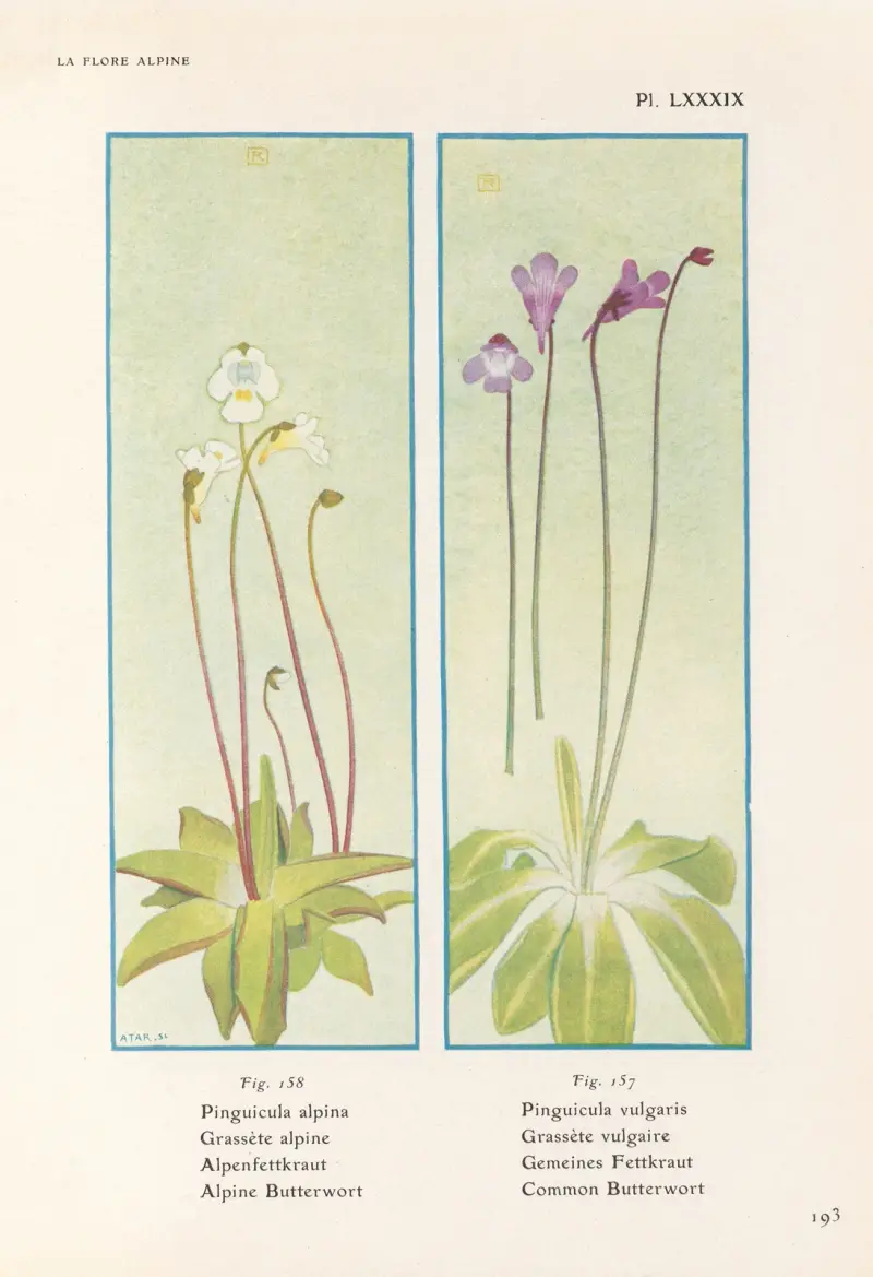 Alpine Butterwort, Common Butterwort av Henry Correvon