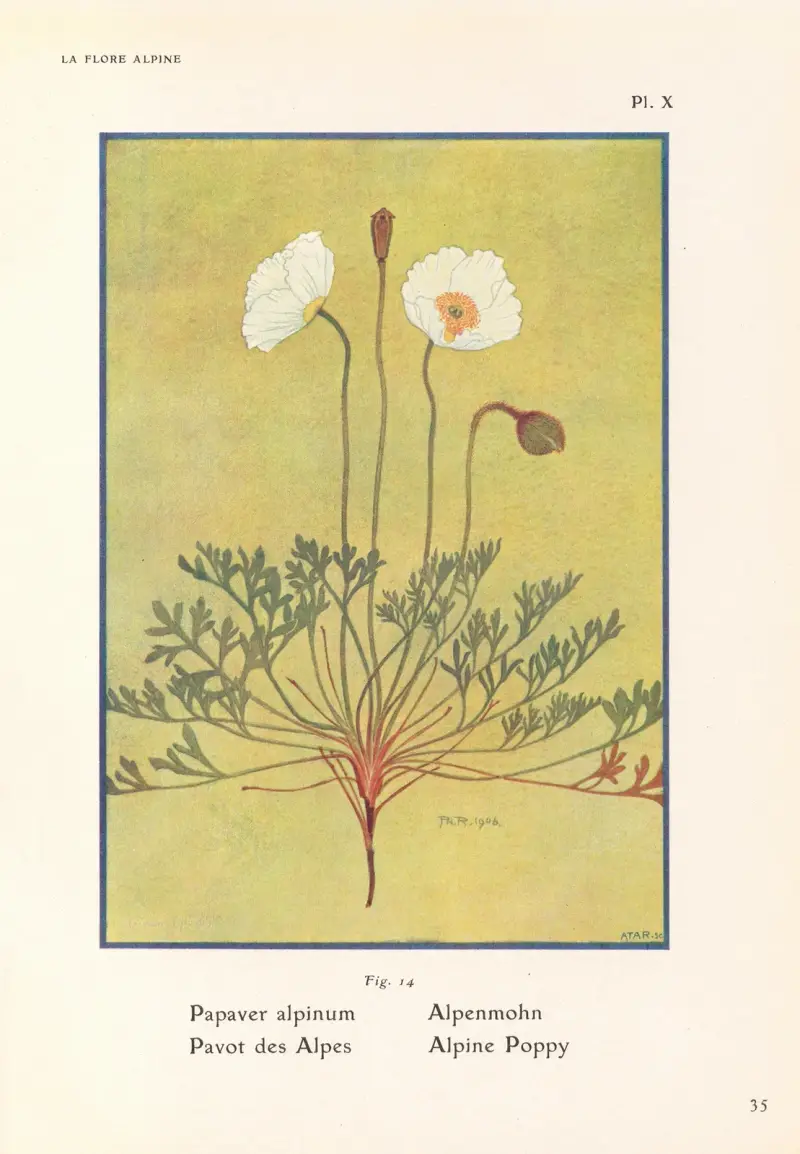 Alpvallmo av Henry Correvon