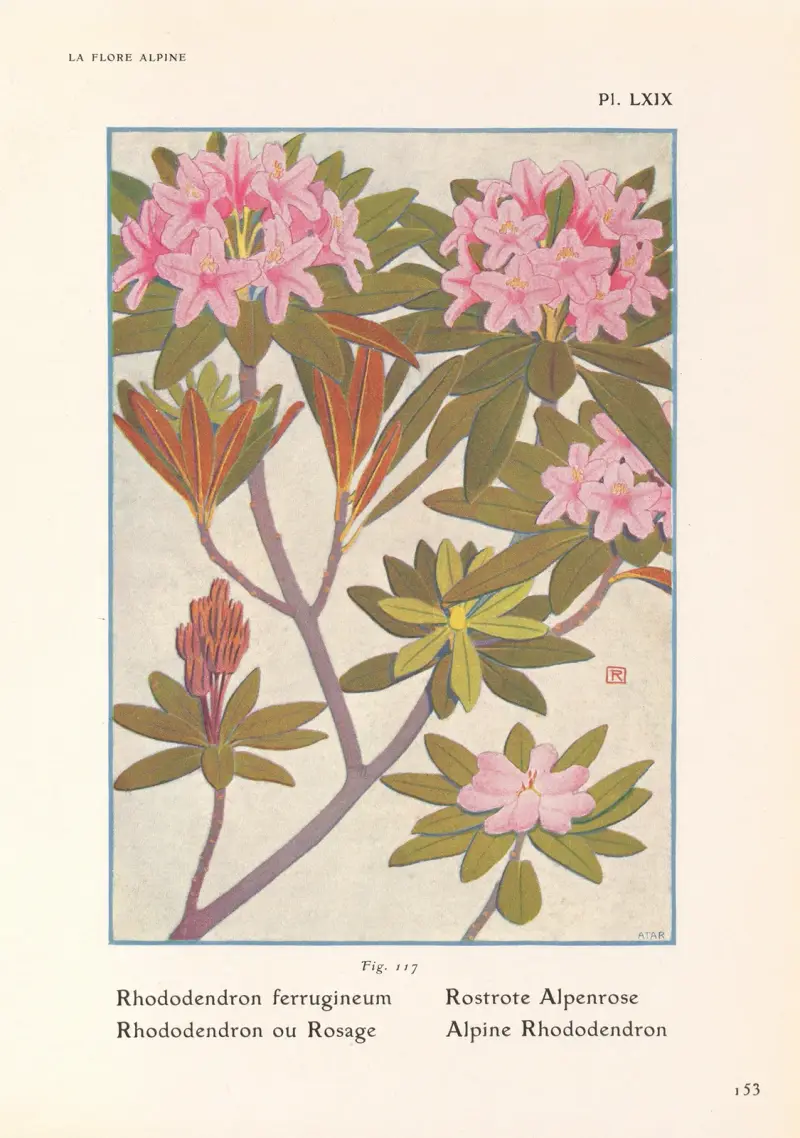 Alpen-Rhododendron von Henry Correvon