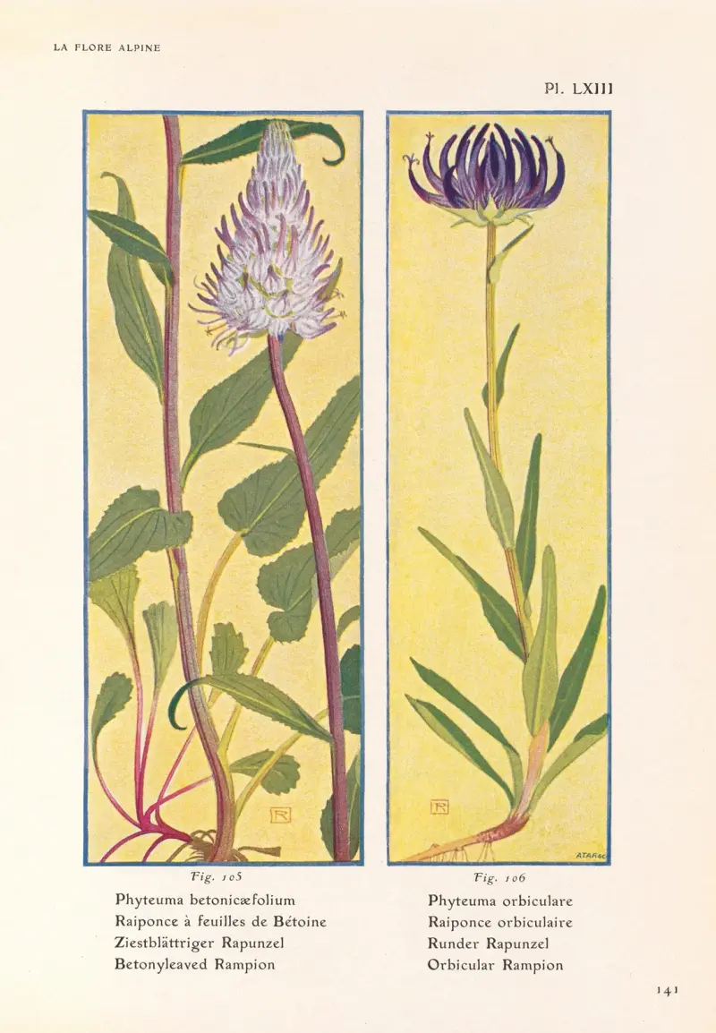 Betonyleaved Rampion, Orbicular Rampion av Henry Correvon