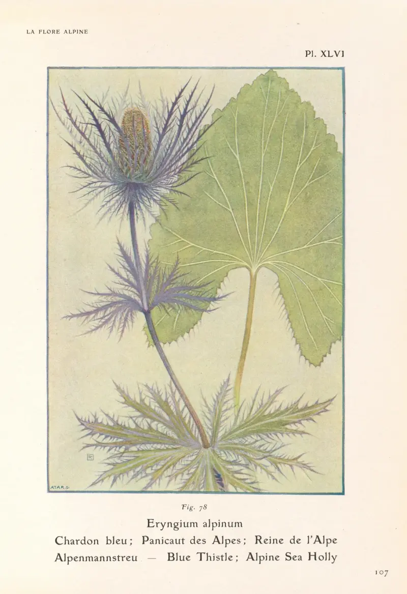 Blå tistel; Alpstormhatt av Henry Correvon