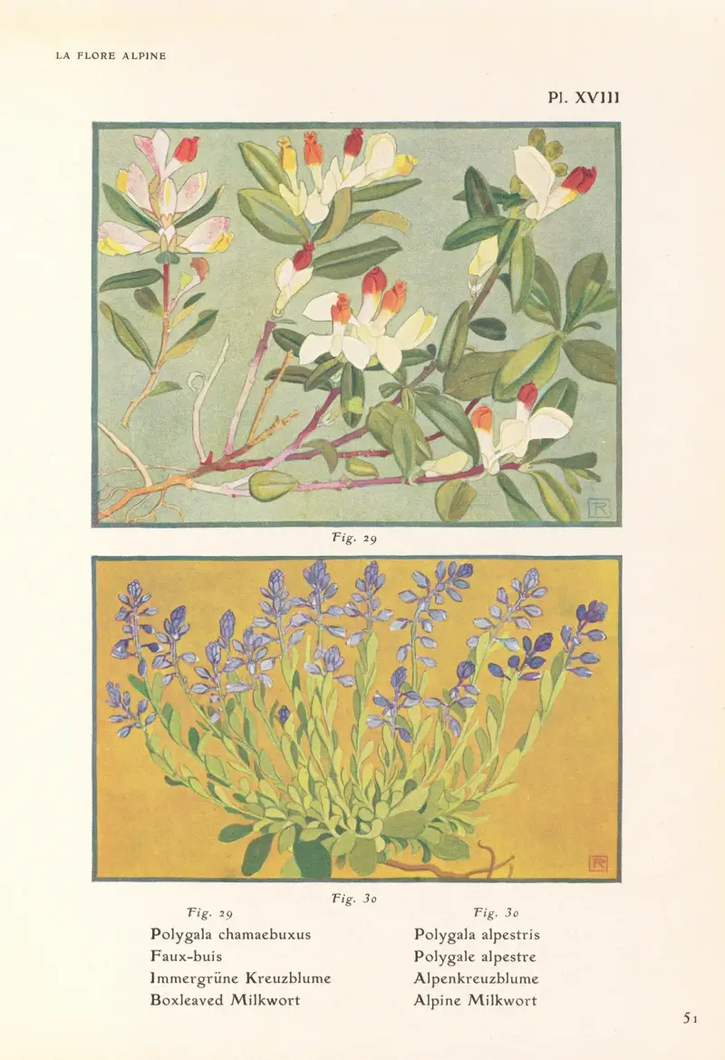 Boxleaved Milkwort, Alpine Milkwort av Henry Correvon