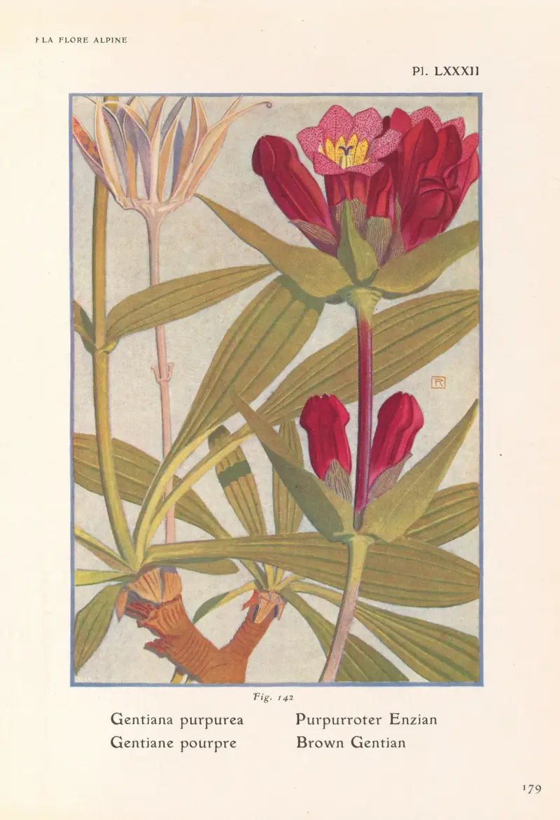 Brun gentiana av Henry Correvon