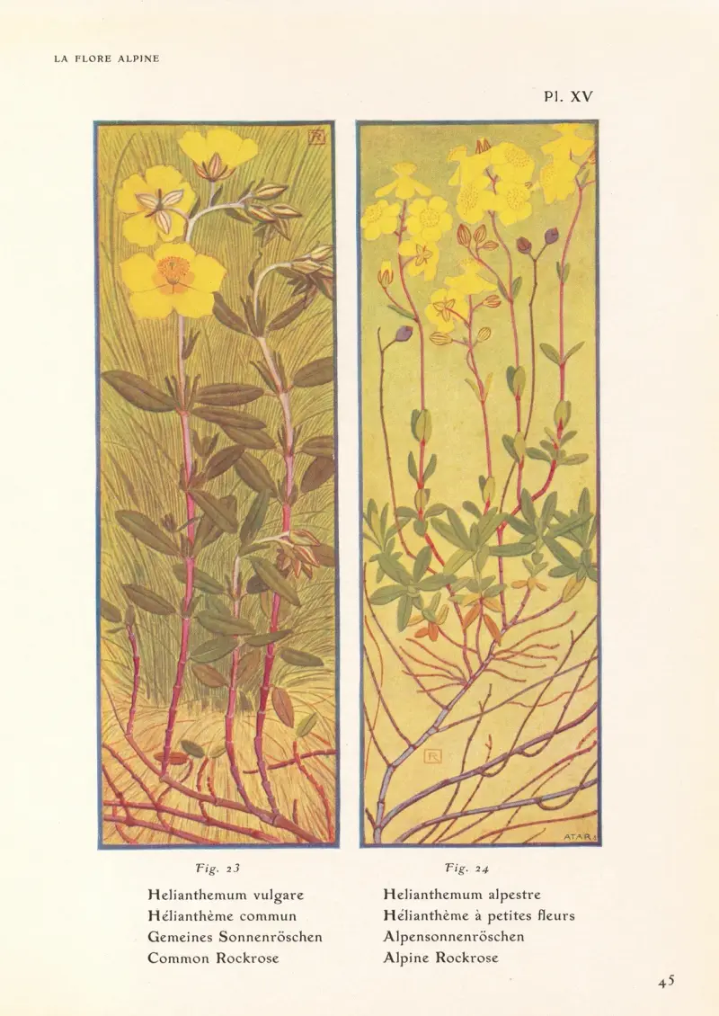 Common Rockrose, Alpine Rockrose av Henry Correvon