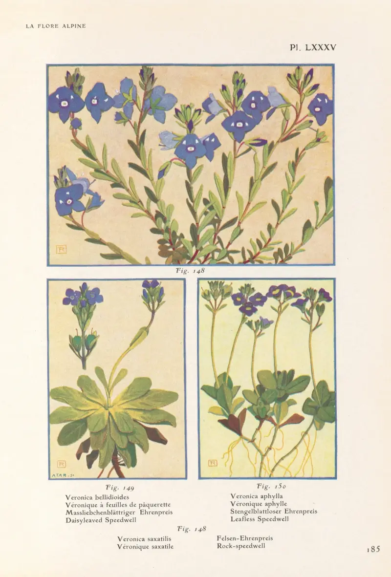 Daisyleaved Speedwell, Leafless Speedwell, Rock-speedwell av Henry Correvon