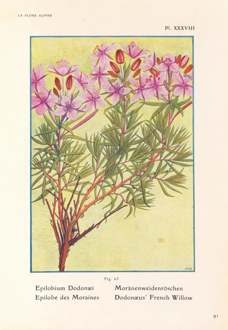 Dodonaeus’ French Willow av Henry Correvon