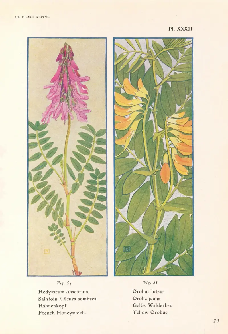 French Honeysuckle, Yellow Orobus av Henry Correvon