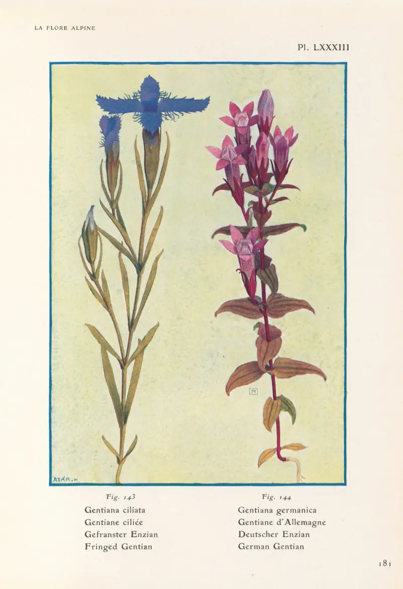Fransgentiana, tysk gentiana av Henry Correvon