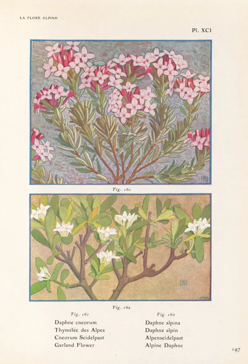 Alpnejlika (Garland Flower, Alpine Daphne) av Henry Correvon
