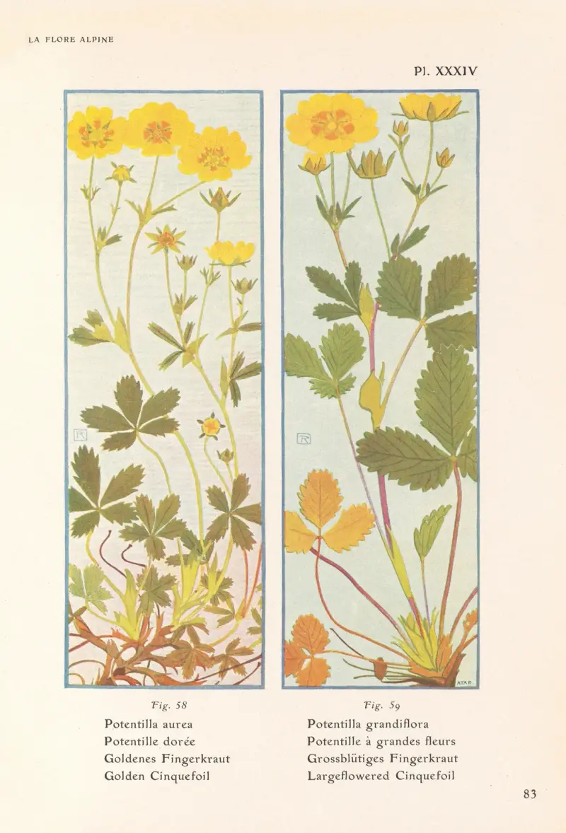 Guldpotentilla, storblommig potentilla av Henry Correvon