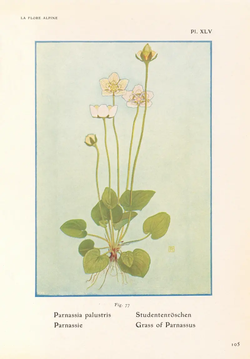 Grass of Parnassus av Henry Correvon