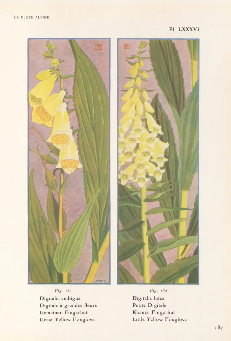 Stor gul fingerborgsblomma, liten gul fingerborgsblomma av Henry Correvon
