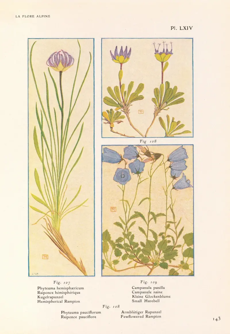 Hemisfärisk rapunkel, fåblommig rapunkel, liten harebell av Henry Correvon