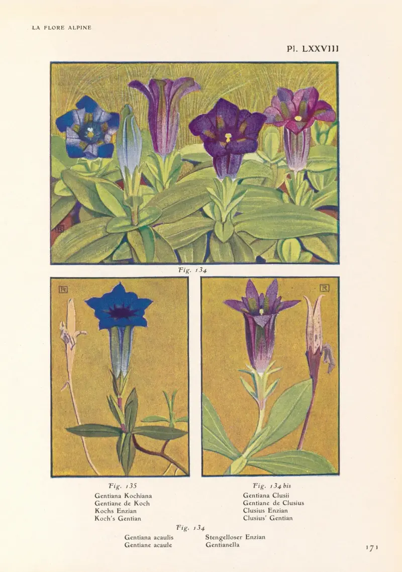 Kochs Enzian, Clusius-Enzian, Gentianella von Henry Correvon