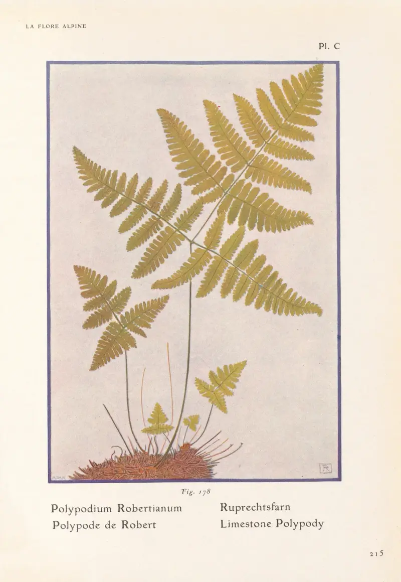 Limestone Polypody av Henry Correvon