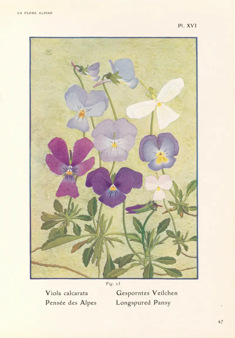 Dlouhá ostruha violka, Henry Correvon