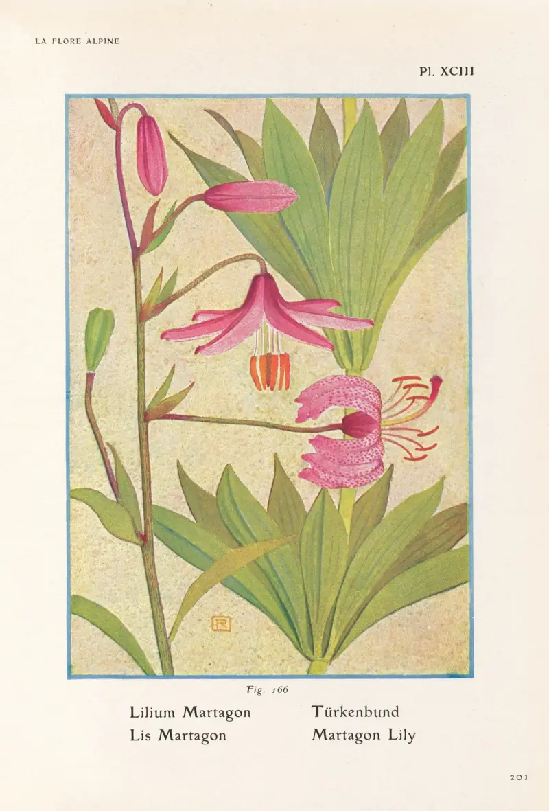 Martagonlilja av Henry Correvon