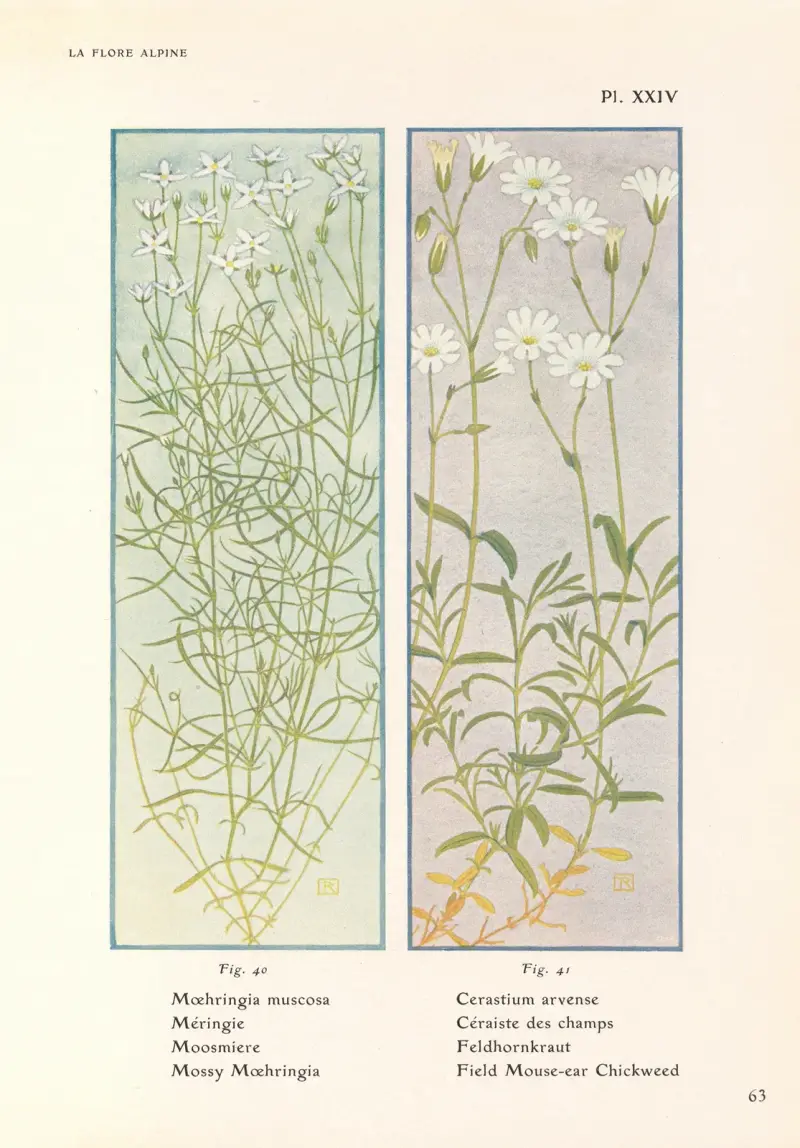 Mossy Moehringia, Field Mouse-ear Chickweed av Henry Correvon