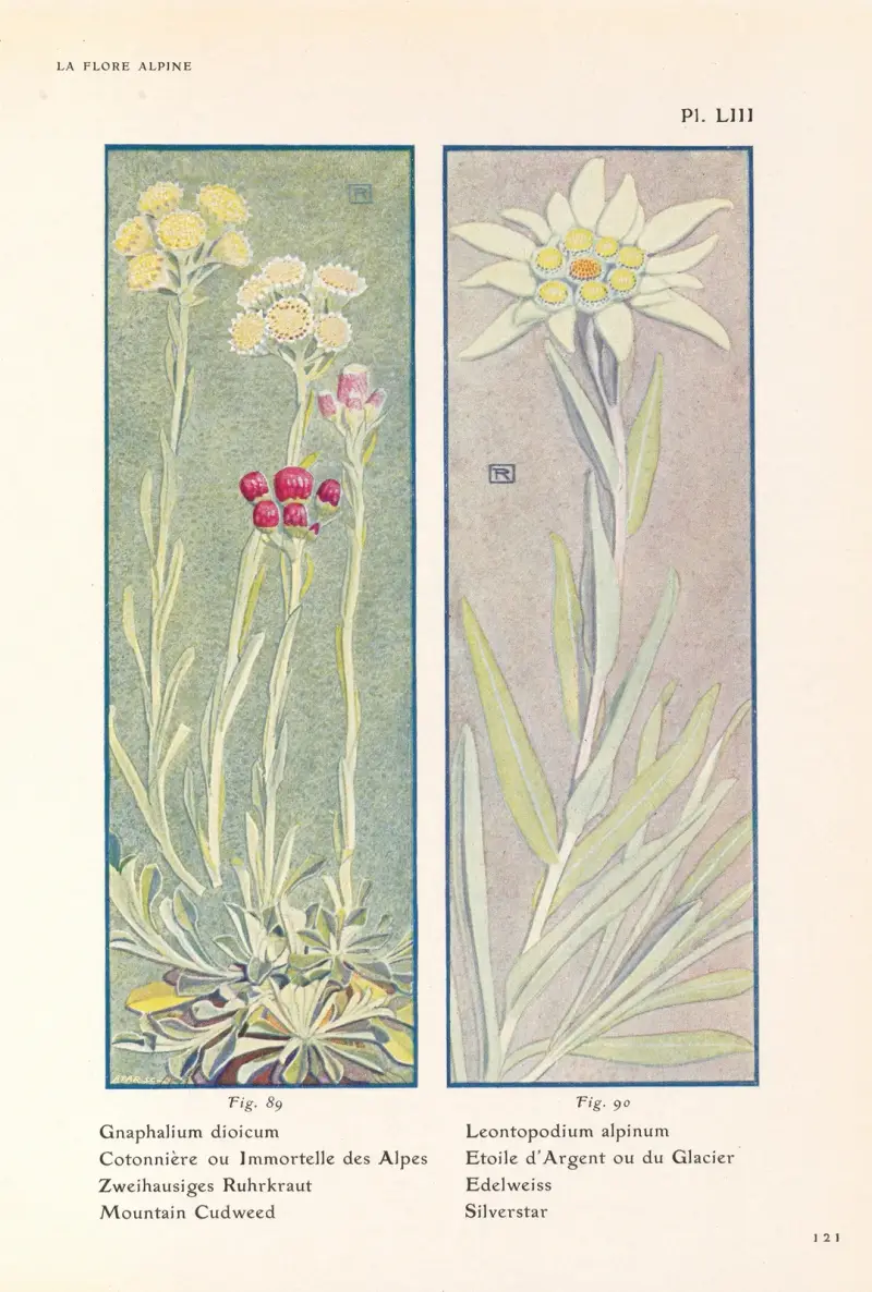 Alpväxten Mountain Cudweed, Silverstar av Henry Correvon