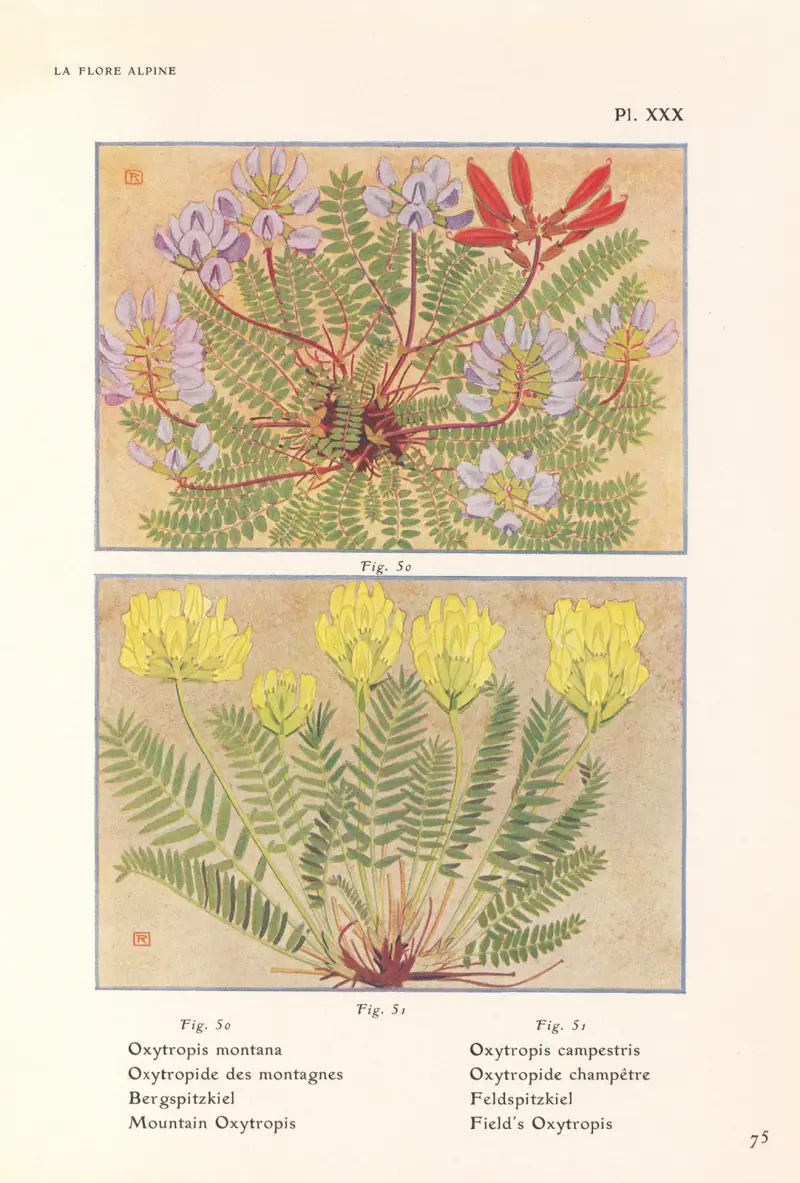 Mountain Oxytropis, Field’s Oxytropis av Henry Correvon