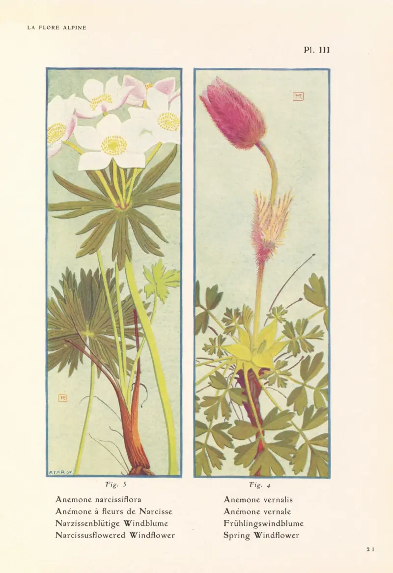 Narcissusblommande vitsippa, vårvitsippa av Henry Correvon