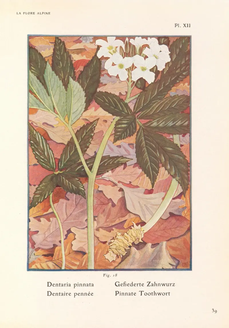 Gefiederte Zahnwurz von Henry Correvon